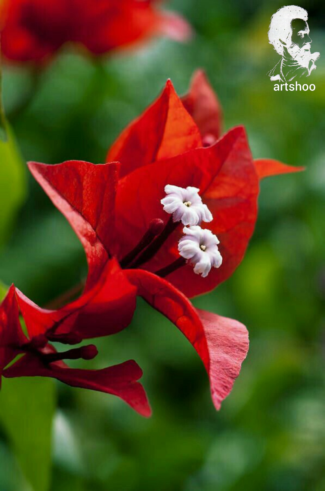 گل اورژینال رنگ روغن